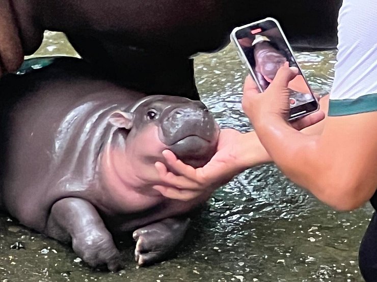 Mit solchen Fotos von ihren rosa Pausbacken wurde Moo Deng zur Internet-Sensation. (Archivbild) - © Carola Frentzen/dpa