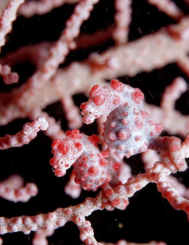 Mit einer Größe von etwa zwei Zentimetern zählen Zwerg-Seepferdchen - auch Pygmäenseepferdchen genannt - zu den kleinsten Wirbeltieren weltweit. - © .. Sea Institute of Oceanology/Chinese Academy of Sciences/dpa