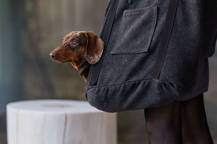 Die Haltung eines Hundes geht ins Geld. (Symbolbild) - © Rolf Vennenbernd/dpa