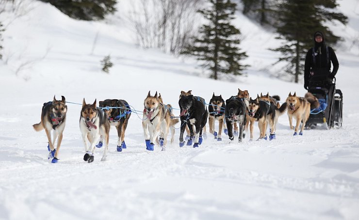 Ein Hundeschlittenteam beim Iditarod-Rennen. - © Christy Prosser/ZUMA Press Wire/dpa