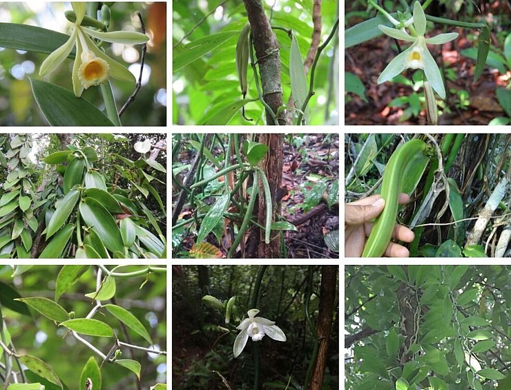 Während etwa die Vanilla inodora nur in Nebelwäldern und tiefergelegenen Regionen mit starken Niederschlägen wächst, kommen andere Arten nur in heißen Regionen mit langen Trockenphasen vor. - © Charlotte Watteyn/Eurekalert/dpa