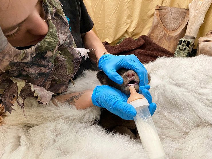 Alles soll so natürlich wie möglich bleiben, um das Bärenbaby nicht an Menschen zu gewöhnen. - © -/San Diego Humane Society/AP/dpa