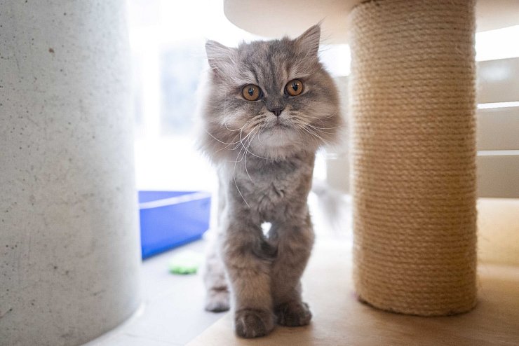 Perserkatzen bekommen durch ihre viel zu kurzen Schnauzen schlecht Luft. - © Christophe Gateau/dpa