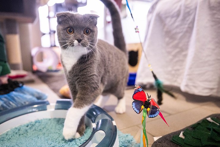 Katzen der Rasse Scottish Fold - die geknickten Ohren sind für sie typisch - gelten als Qualzuchten. - © Christophe Gateau/dpa