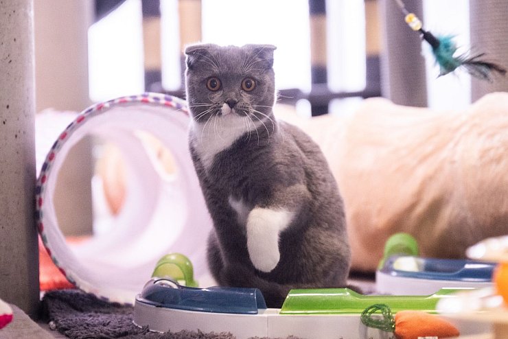 Dass manche Katzenrassen gesundheitliche Probleme haben, ist vielen Menschen überhaupt nicht klar. - © Christophe Gateau/dpa