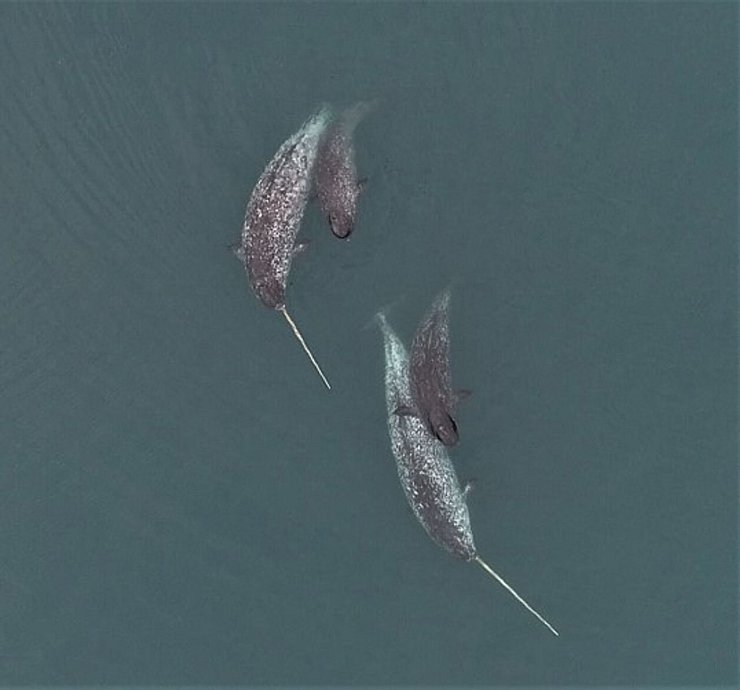 Narwale leben das ganze Jahr über in den Gewässern der hohen Arktis. Aufgrund ihres abgeschiedenen Lebensraumes sind Beobachtungen der Tiere selten. - © O’Corry-Crowe/FAU/Watt, DFO/dpa