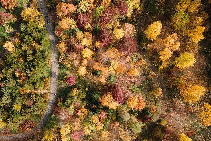 Gelb, orange, rot: Die Wälder haben im Herbst einen ganz eigenen Reiz, denn das Laub der Bäume verfärbt sich. (Archivbild) - © Sebastian Kahnert/dpa