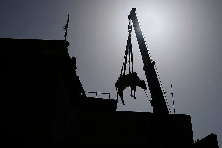 Vor Eid al-Adha-Fest: Ein Stier wird in Pakistan mit Kran von einem Dach gehoben. - © Fareed Khan/AP/dpa