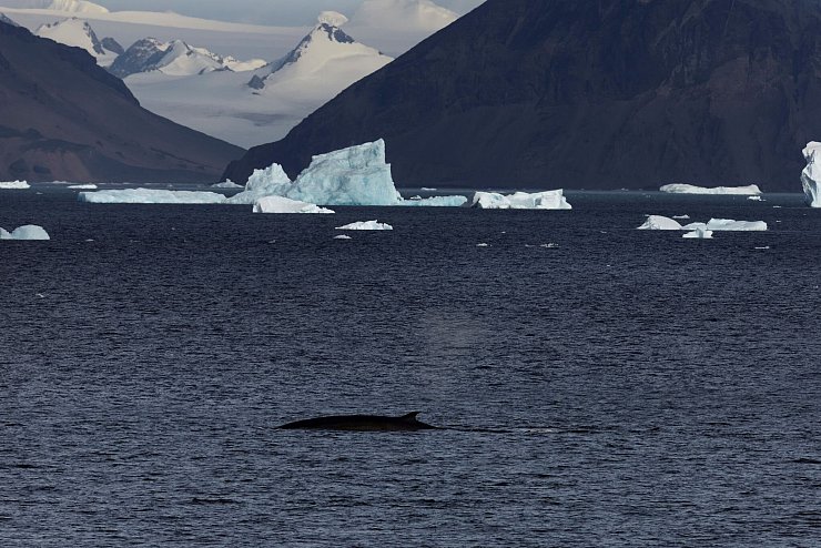 Im Weddellmeer in der Antarktis leben auch Wale. - © John Weller/dpa
