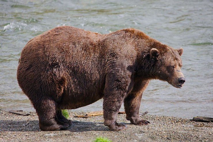 Chunk hat am Ende des Sommers ordentlich an Gewicht zugenommen. - © E. Johnston/National Park Service via AP/dpa