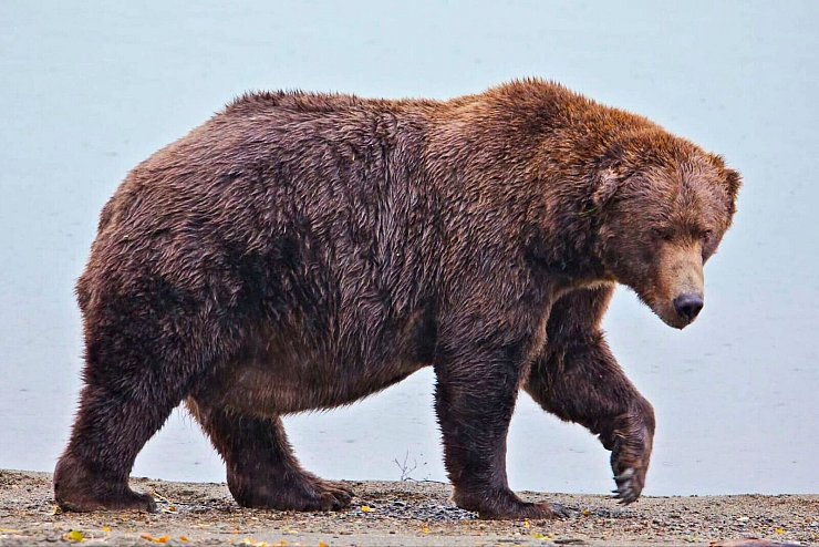 Der massige Braunbär 747 hat den treffenden Spitznamen Jumbo Jet. - © E. Johnston/National Park Service via AP/dpa
