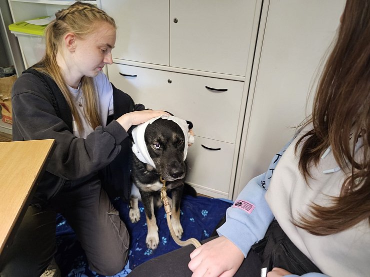 Hund «Puma» erhält im Erste-Hilfe-Kurs in Halle einen Kopfverband. - © Mike Müller/dpa