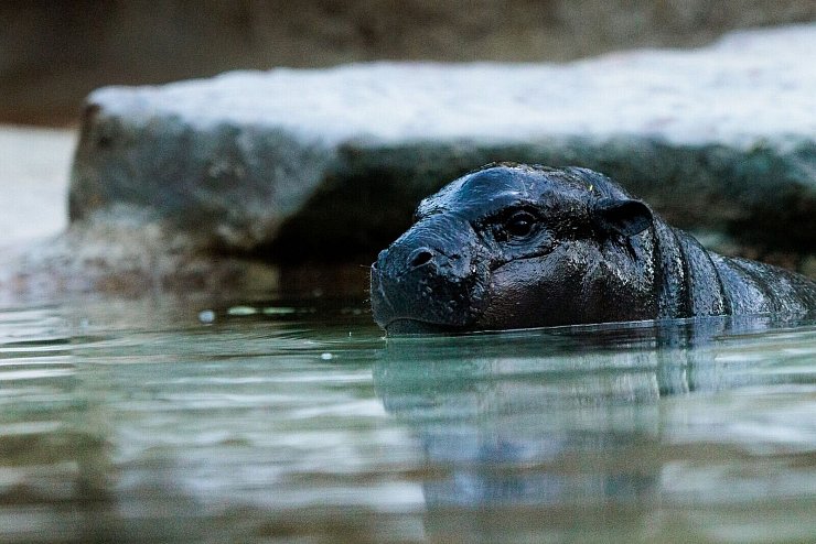 Das kleine Zwergflusspferd kann mittlerweile auch im großen Wasserbecken schwimmen. - © Carsten Koall/dpa