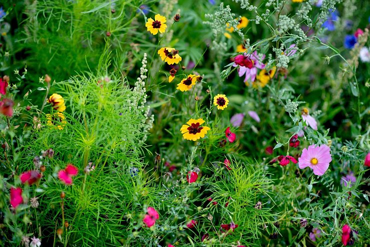Keine Angst vor Trockenheit: Eine Wildblumenwiese mit standortheimischen Pflanzen kommt sogar ganz ohne künstliche Bewässerung aus. - © Hauke-Christian Dittrich/dpa/dpa-tmn