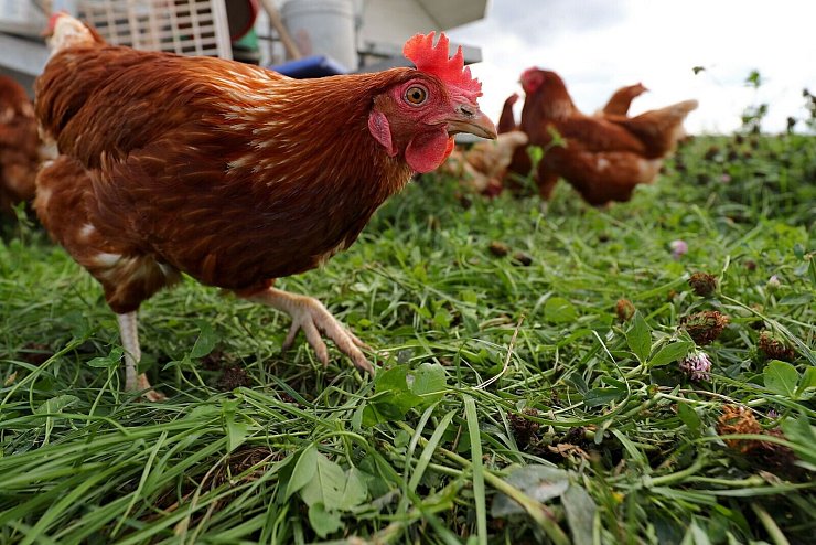 Hühner eines Geflügelbauern laufen über eine Wiese. Vorerst keine flächendeckende Stallpflicht für Geflügel in NRW. (Archivbild) - © Daniel Karmann/dpa
