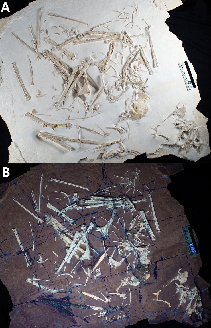 Die Überreste eines in Bayern gefundenen Flugsauriers, einmal unter natürlichem Licht, einmal unter UV-Licht. - © René Lauer/Eurekalert/dpa