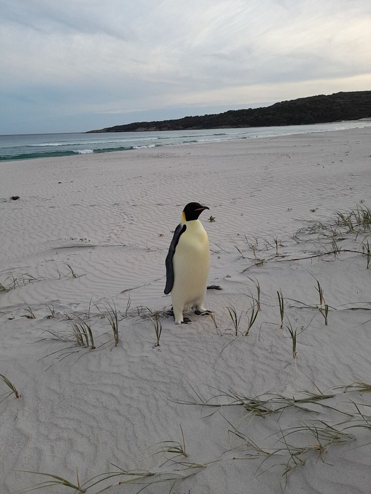 Einsam und etwas überrascht fand sich der Kaiserpinguin plötzlich in Australien wieder (Handout). - © Uncredited/DBCA/dpa