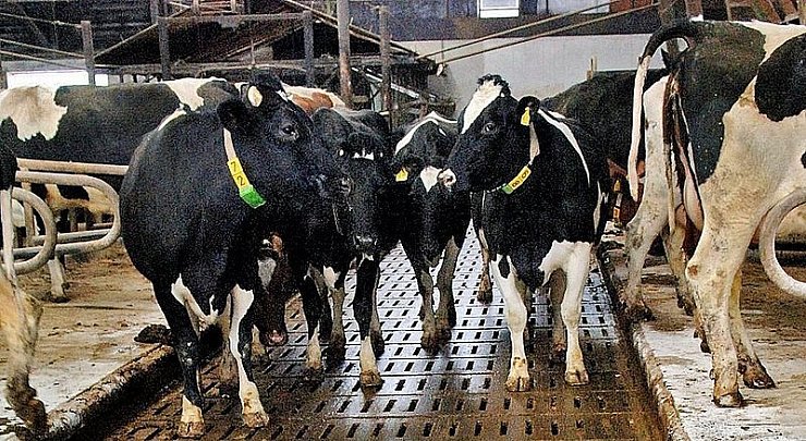 Spaltenböden aus Holz oder Beton sind in der Tiermast weit verbreitet. Die Fäkalien fallen nach unten durch. - © FOTO: DPA