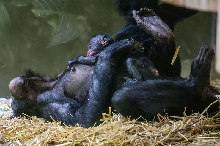 Erst einmal ausruhen für die kommenden Aufgaben: Bei den Bonobos gelten die Weibchen als dominant. - © Oliver Berg/dpa