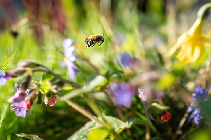 Sich an der bunten Natur freuen statt zu mähen - dafür wirbt die Aktion «mähfreier Mai» - © Frank Rumpenhorst/dpa