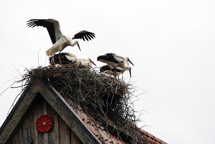 Die Donoper Störche drängeln sich auf den Dachfirsten zusammen. In diesem Jahr sind insgesamt 13 Jungtiere geschlüpft. Da ist es in den Nestern schön kuschelig. - ©