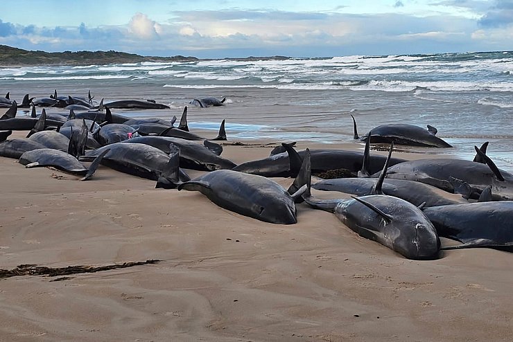Warum die Kleinen Schwertwale strandeten, ist noch unklar. - © Jocelyn Flint/Jocelyn Flint/AP/dpa