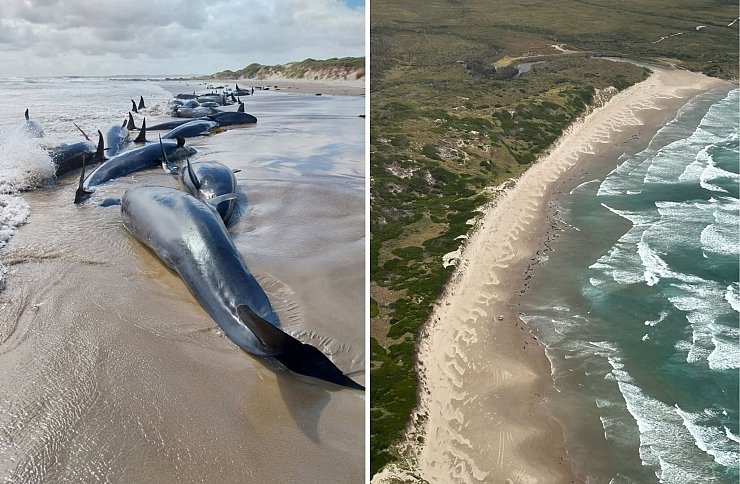 Es war die erste Strandung dieser Spezies seit 50 Jahren. - © Supplied/DEPARTMENT OF NATURAL RESOURCES AND ENVIRONMENT TASMANIA/AAP/dpa