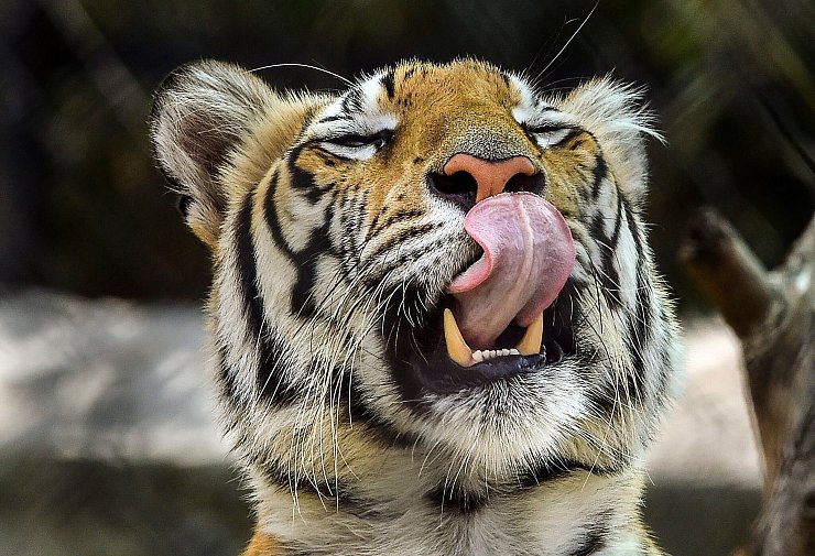 Die Behörden hatten die Bevölkerung aufgerufen, sich sofort zu melden, sollte sie den Tiger sehen. (Archivbild) - © CHE-RSK/PTI/dpa