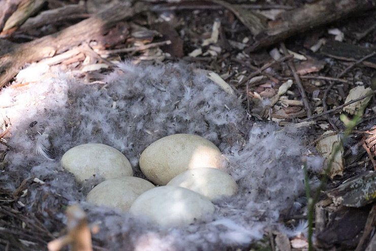 Im Nest einer Kanadagans können fünf oder auch mehr Eier liegen. - © Daniel Löb/dpa