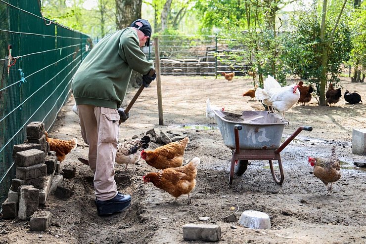 Auch handwerkliche Tätigkeiten gehören zur Hühner-Hege - © Christoph Reichwein/dpa