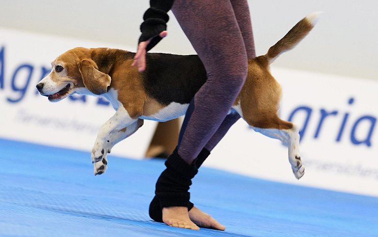Mehrere Hunderassen wetteiferten mit ihren Besitzern um den Titel - © Bernd Thissen/dpa