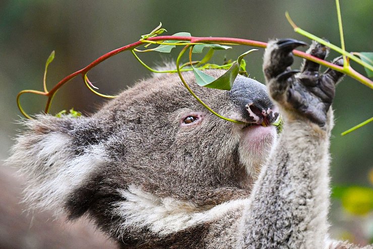 Koalas fressen fast ausschließlich Eukalyptusblätter. (Archivbild) - © Lukas Coch/AAP/dpa