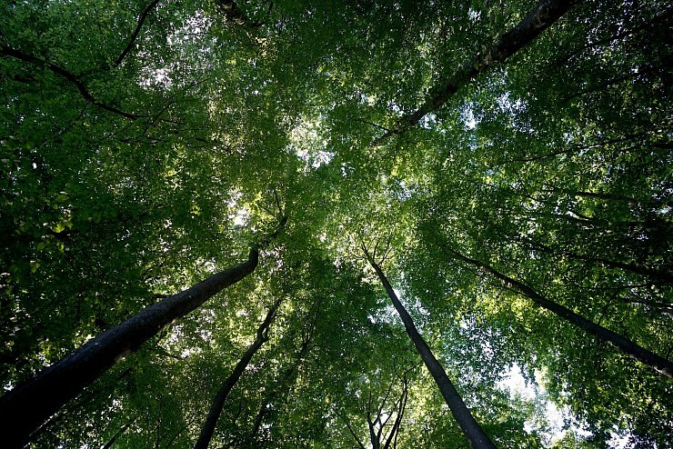 Der Wald sei mittlerweile zu einer Kohlenstoffquelle geworden, sagt Bundeslandwirtschaftsminister Cem Özdemir. - © Marcus Brandt/dpa