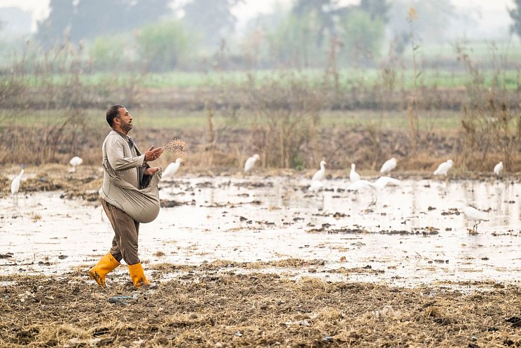 In Ägypten trifft die Wasserknappheit vor allem die Landwirtschaft. - © Christophe Gateau/dpa