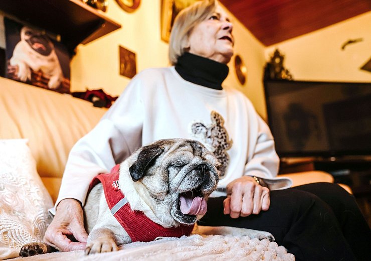 Der demente Hund ist wenig beweglich, kaum noch aktiv - und weiter heiß geliebt. - © Oliver Berg/dpa