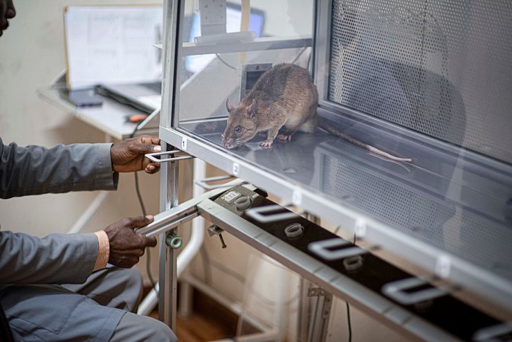 Die Ratten verursachen nur geringe Kosten und haben eine lange Lebensdauer. - © Apopo/dpa