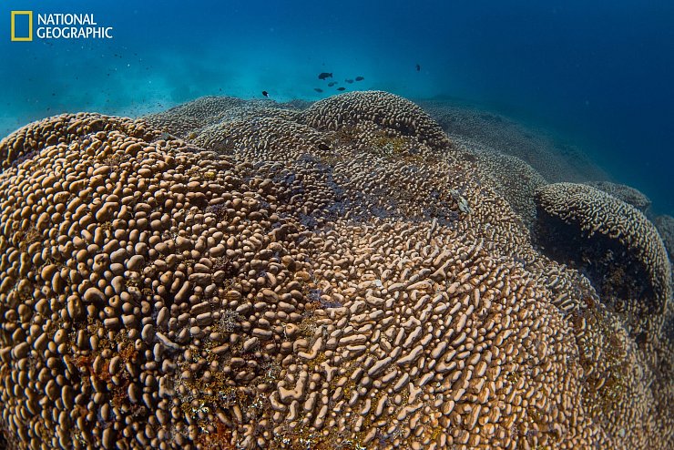 Die Mega-Koralle beherbergt viele weitere Lebewesen. - © Manu San Félix/National Geographic Pristine Seas/dpa