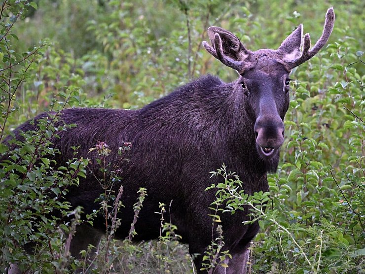 Elch Emil war im Sommer auf Wanderschaft durch Österreich. Auch im Osten Deutschlands werden immer wieder Elche gesichtet. (Archivbild) - © Helmut Fohringer/APA/dpa