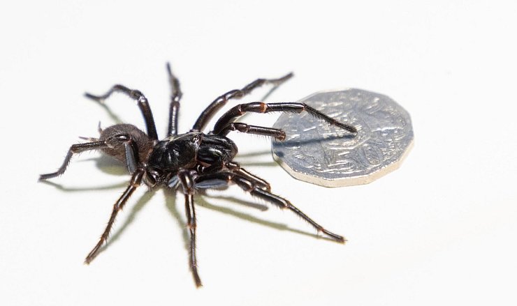 Die Exemplare aus Newcastle sind riesig. - © Caitlin Vine/Australian Reptile Park/dpa