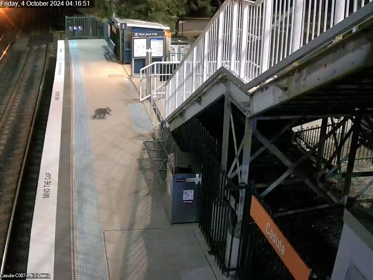 Der Koala hat den Bahnhof ausgiebig erkundet. - © -/Transport for NSW via AAP /dpa