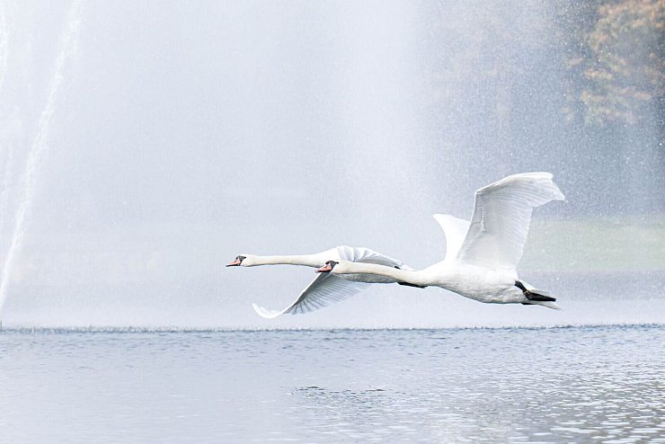 Unbeschwertheit in der Luft: Zwei Schwäne fliegen über den Holler See vor dem Parkhotel. - © Sina Schuldt/dpa