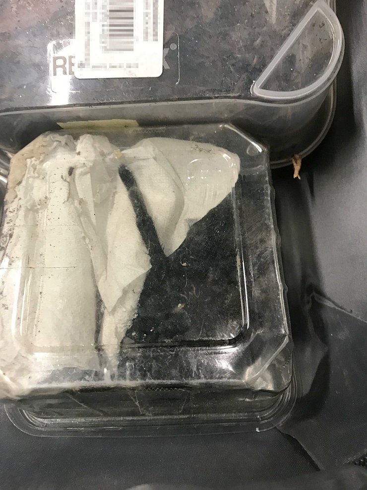 Eine der Vogelspinnen in ihrer Box. - © Zoll