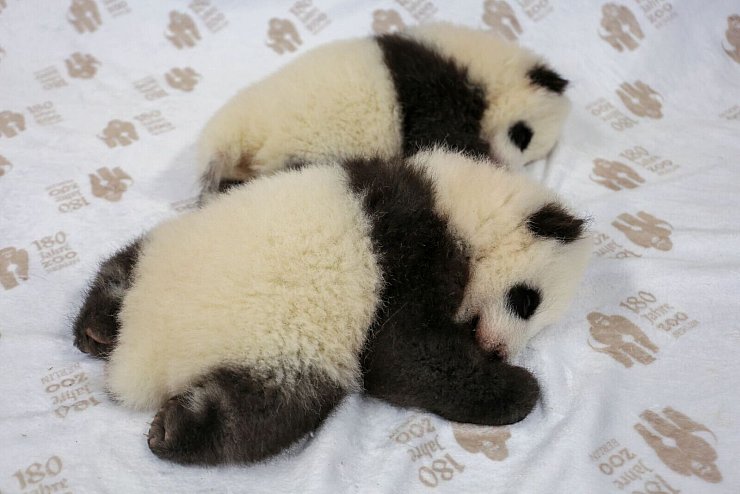 Die Panda-Zwillinge erkunden ihre Umgebung und werden immer mobiler. - © -/Zoo Berlin/dpa
