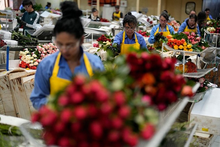 Auch in Kolumbien werden Schnittblumen produziert. (Archivbild) - © Fernando Vergara/AP/dpa