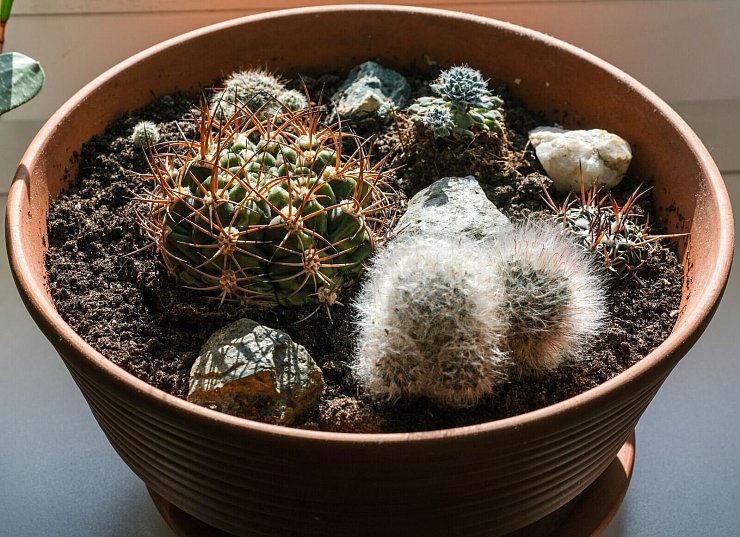 Viele Zimmerpflanzen kommen aus Ländern des globalen Südens - damit ist ihre Öko-Bilanz nicht wirklich besser als die von Schnittblumen. (Symbolbild) - © Jens Kalaene/dpa-Zentralbild/ZB