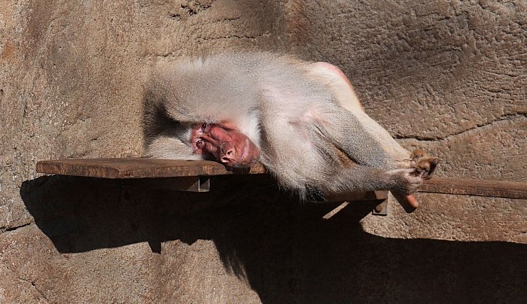 Frühlingserwachen - oder nicht? Ein Pavian liegt auf einer Bank in seinem Gehege im Tierpark Hagenbeck in Hamburg ganz entspannt in der Sonne. - © Marcus Brandt/dpa