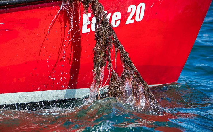 Jedes Jahr landet eine unbekannte Menge an Fischernetzen im Meer. Mit Künstlicher Intelligenz sollen sie besser aufgespürt werden. (Archivbild) - © Jens Büttner/dpa-Zentralbild/dpa