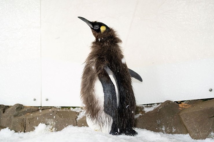 Während der Mauser verlieren Pinguine viel Gewicht. - © -/Sea Life Melbourne Aquarium/dpa