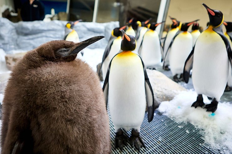 Der kugelrunde Pesto war schnell zum Social-Media-Star avanciert. - © Uncredited/SEA LIFE Melbourne/AP/dpa