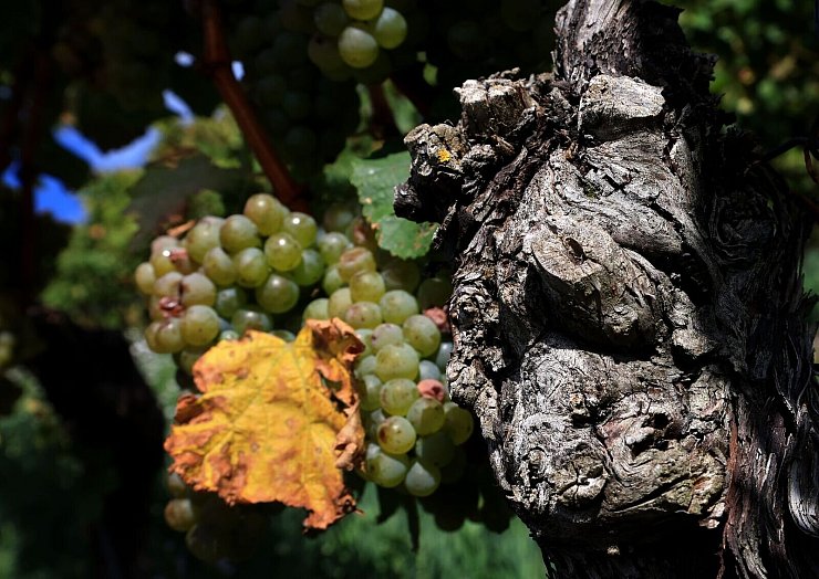 Extreme Wetterlagen wirken sich auf die Weinlese für den Jahrgang 2024 aus. (Archivbild) - © Karl-Josef Hildenbrand/dpa